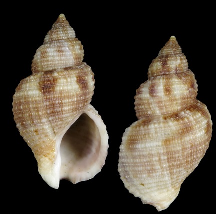Buccinidae - S 137